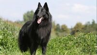 Two dogs attack sisters near Kildare/Wicklow border