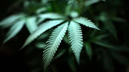 Poll: Do you support the legalisation of cannabis for recreational use?