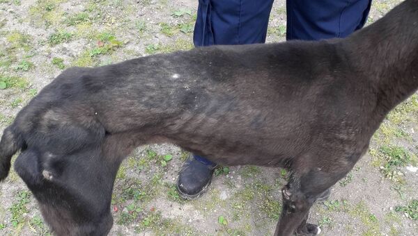 One of the dogs seized by the ISPCA
