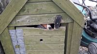 Four-month sentence for animal cruelty upheld on appeal