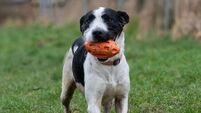 Kildare animal charity holding April fundraiser