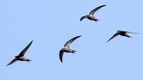 Athy gets ready to welcome back swifts and swallows
