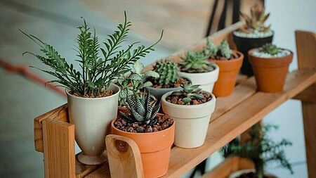 Garden centre burglar left trail of compost to his home