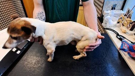 'Pure neglect': Carlow woman receives lifetime ban from owning dogs