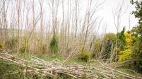 Call for Ash tree removal in Kildare village