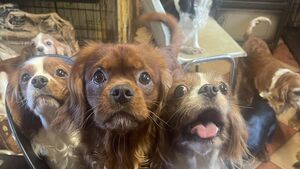 WATCH: Over 200 animals removed from Kildare property WATCH: Over 200 animals removed from Kildare property