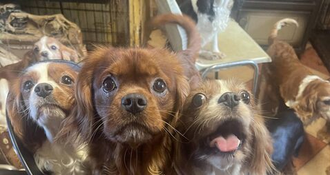 WATCH: Over 200 animals removed from Kildare property