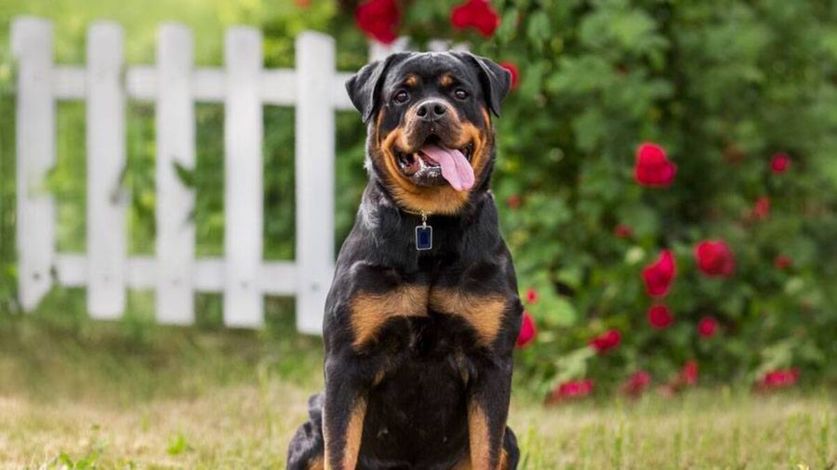 Rottweiler owner found not guilty after woman was attacked by dog 