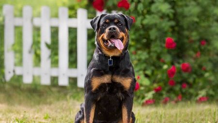 Rottweiler owner found not guilty after woman was attacked by dog 