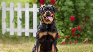 Rottweiler owner found not guilty after woman was attacked by dog 