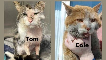 Kildare Rescue Tails: Cat doused in fuel