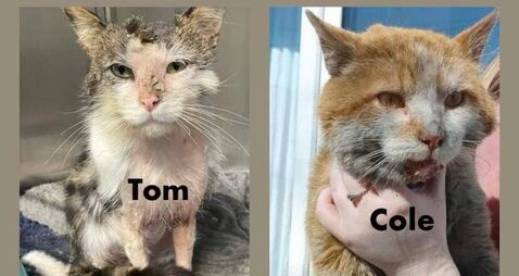 Kildare Rescue Tails: Cat doused in fuel
