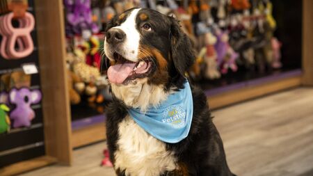 Pet chain celebrates 30 years in business at Kildare branch