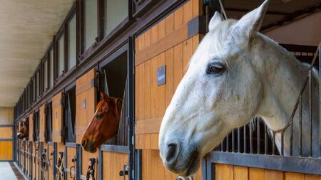 Man who took racehorse from Kildare is 'perilously' close to being jailed if he does not return it