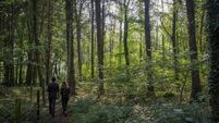 Kildare woods hosts mini-music festival this Sunday 