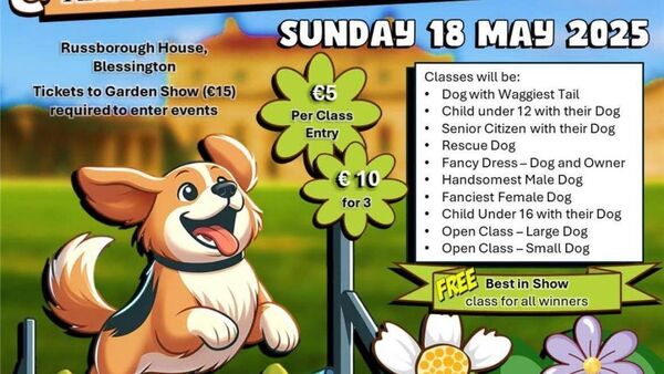 Kildare Rescue Tails: Dog agility course taking place this weekend
