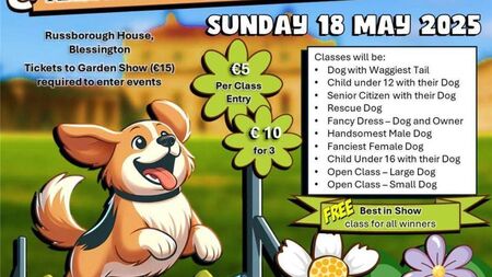 Kildare Rescue Tails: Dog agility course taking place this weekend