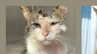 Cat doused in petrol in Athy recovering