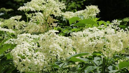 Living Greener: How to use Elderflower in the kitchen