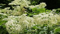 Living Greener: How to use Elderflower in the kitchen