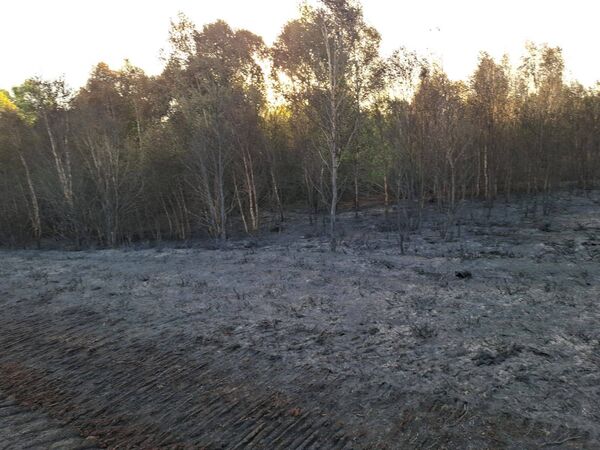 Fire damage at the bog