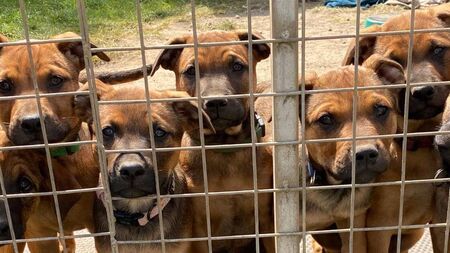 Kildare Rescue Tails: Volunteers wanted at dog shelter
