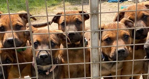 Kildare Rescue Tails: Volunteers wanted at dog shelter