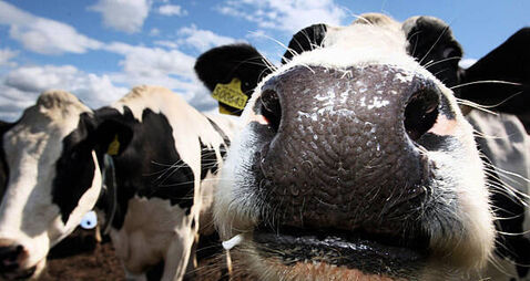 Rescue operation to free 40 cows after lorry overturns on motorway