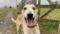 Kildare Rescue Tails: Sonny ready for a home after recovering from injuries