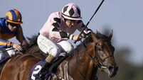 Harrington's Hotazhell has a chance in Tattersalls Irish 2,000 Guineas 