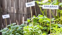 Living Greener: Herbs are an easy way to grow own food