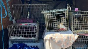 Kildare Rescue Tails: How volunteers help feral cats