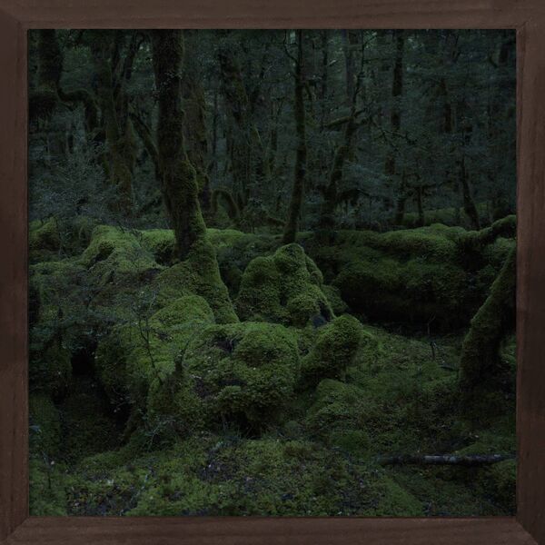 Silent Forest Silent Forest
