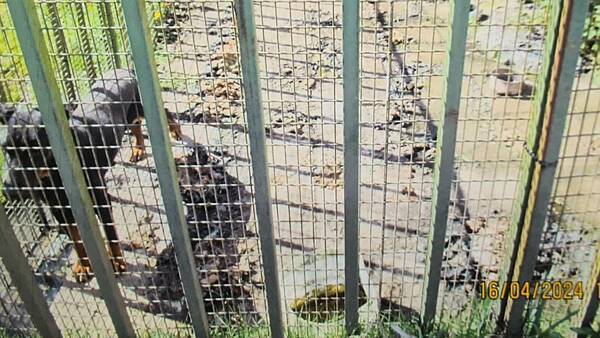 Dog Owner Could Face Jail After Scared Malnourished Pet Found Living