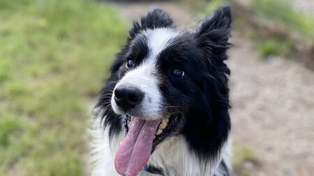 Kildare Rescue Tails: Stevie needs safe & quiet home