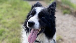 Kildare Rescue Tails: Stevie needs safe & quiet home