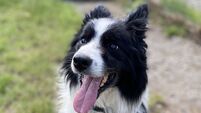 Kildare Rescue Tails: Stevie needs safe & quiet home