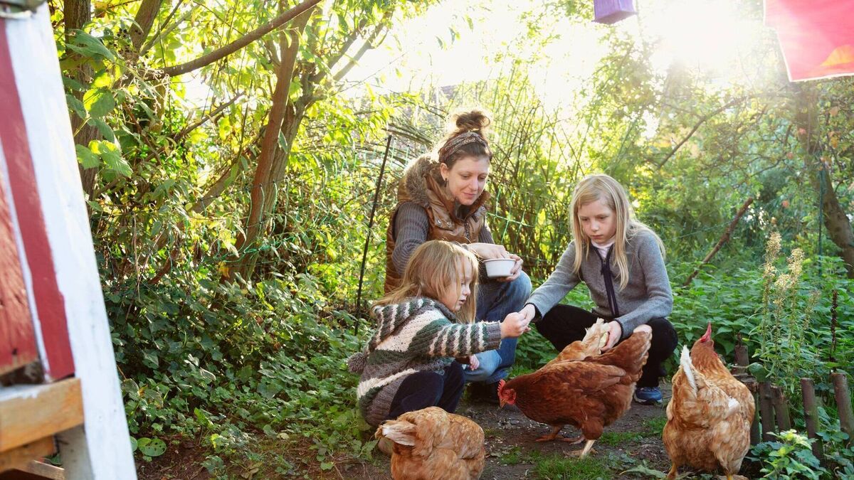 Living Greener: The trials and triumphs of rearing chickens