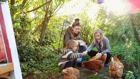 Living Greener: The trials and triumphs of rearing chickens