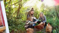 Living Greener: The trials and triumphs of rearing chickens