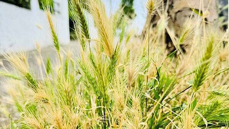 Dog owners warned about grass seed injuries