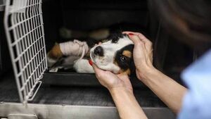 New Kildare animal welfare facility gets green light