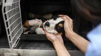 New Kildare animal welfare facility gets green light
