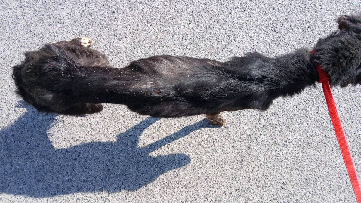 ‘Emaciated’ Lurcher found in Kildare on the mend 