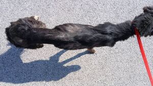 ‘Emaciated’ Lurcher found in Kildare on the mend ‘Emaciated’ Lurcher found in Kildare on the mend
