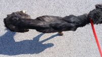 ‘Emaciated’ Lurcher found in Kildare on the mend 