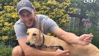 Kildare Rescue Tails: Lurcher Lucy finds a home