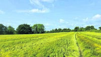11 acres of Kildare land up for auction with guide price of €300,000