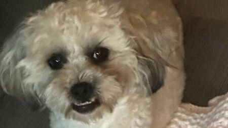  €1,000 reward for missing dog in Kildare