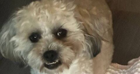  €1,000 reward for missing dog in Kildare